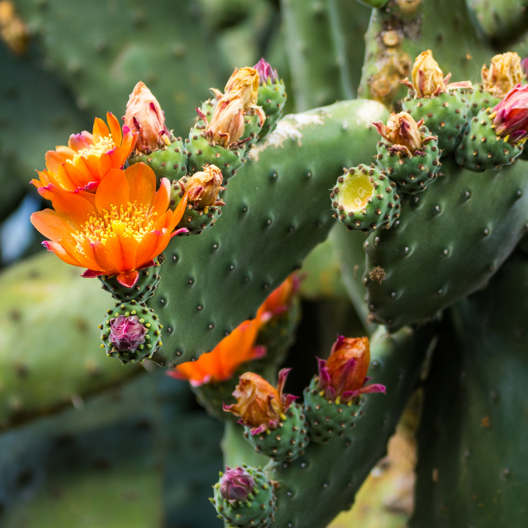 Prickly Pear Oil: Need to Know — Genie Supply